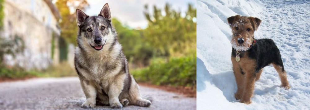Welsh Terrier vs Swedish Vallhund - Breed Comparison