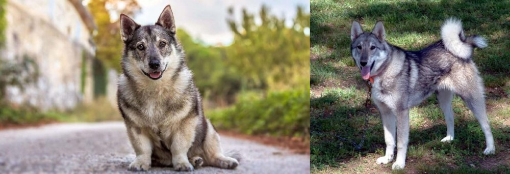 West Siberian Laika vs Swedish Vallhund - Breed Comparison