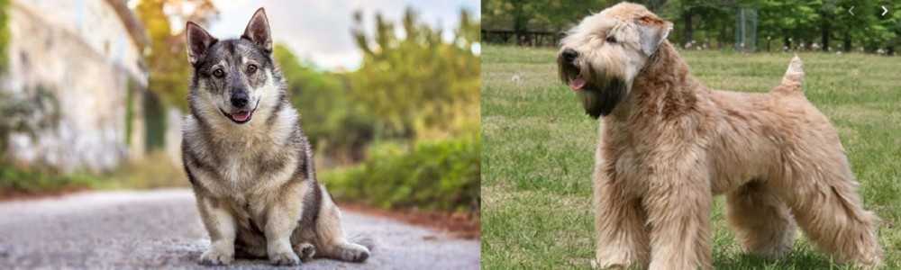 Wheaten Terrier vs Swedish Vallhund - Breed Comparison