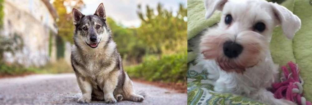 White Schnauzer vs Swedish Vallhund - Breed Comparison