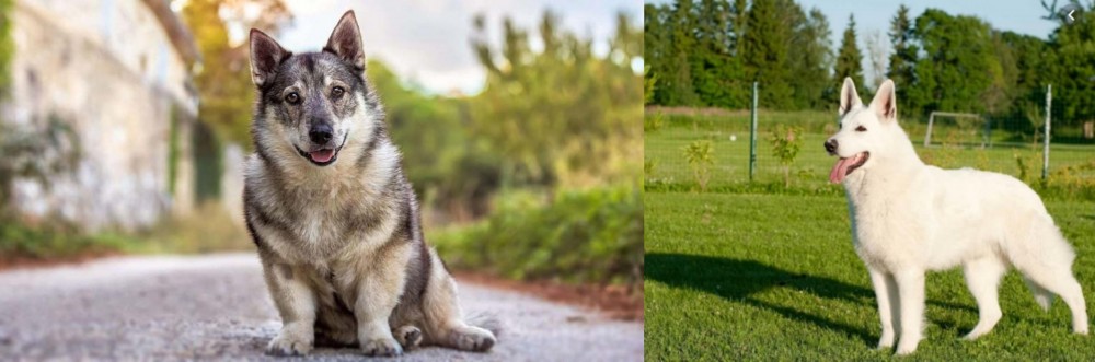 White Shepherd vs Swedish Vallhund - Breed Comparison