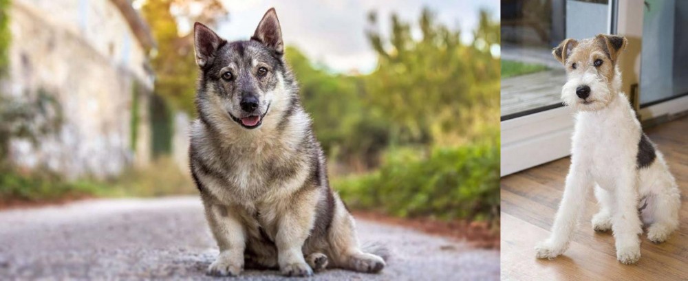 Wire Fox Terrier vs Swedish Vallhund - Breed Comparison