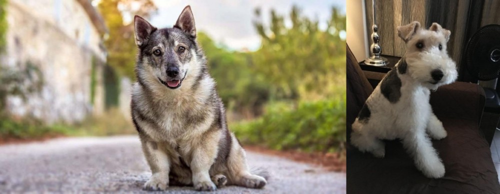 Wire Haired Fox Terrier vs Swedish Vallhund - Breed Comparison