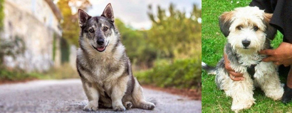 Yo-Chon vs Swedish Vallhund - Breed Comparison