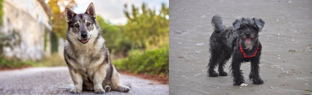 YorkiePoo vs Swedish Vallhund - Breed Comparison