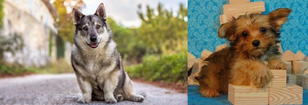 Yorkillon vs Swedish Vallhund - Breed Comparison