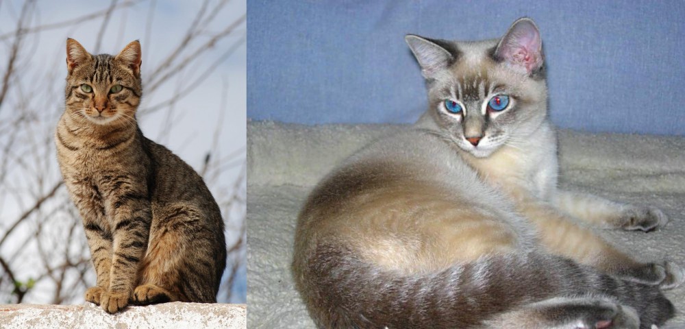 Tiger Cat vs Tabby - Breed Comparison