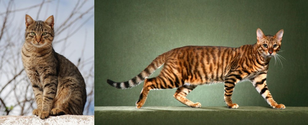 Toyger vs Tabby - Breed Comparison