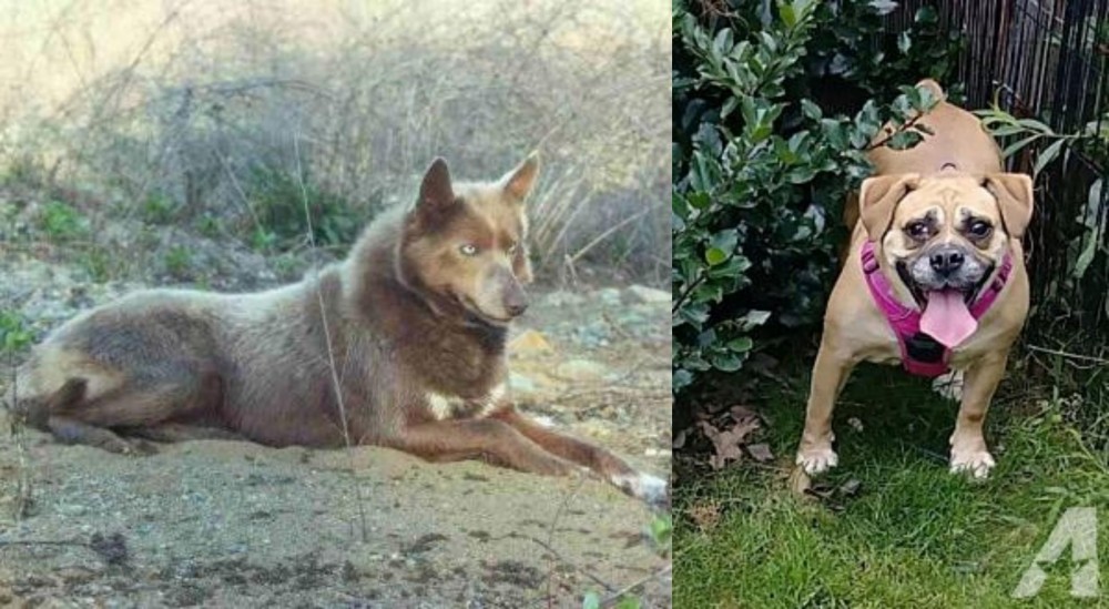 Beabull vs Tahltan Bear Dog - Breed Comparison
