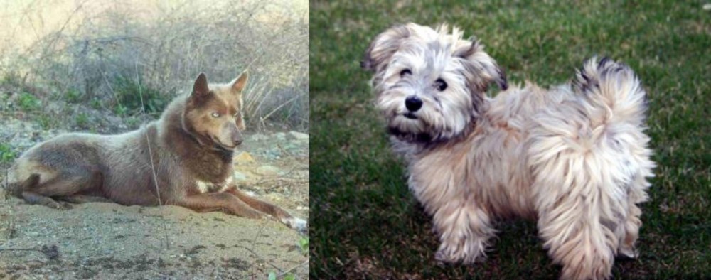 Havapoo vs Tahltan Bear Dog - Breed Comparison