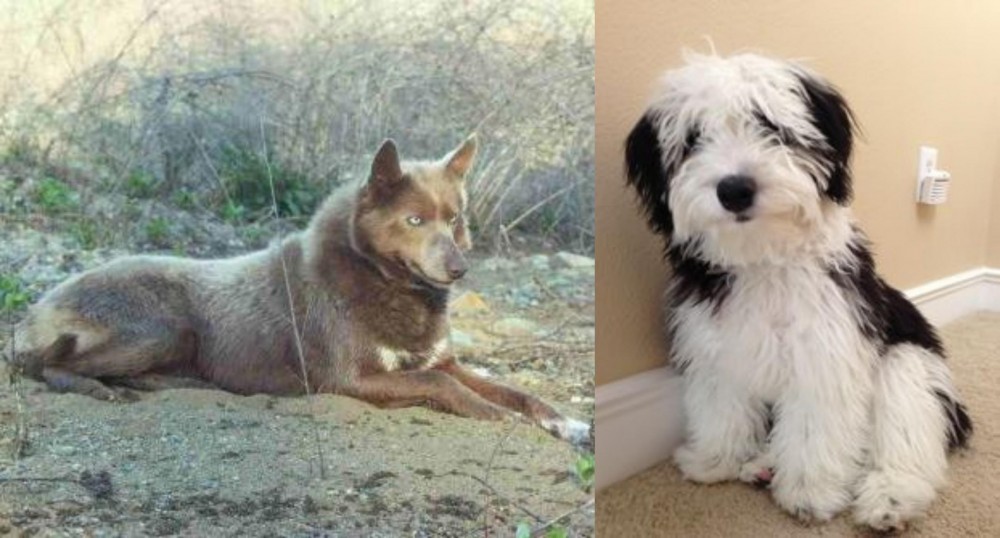 Mini Sheepadoodles vs Tahltan Bear Dog - Breed Comparison
