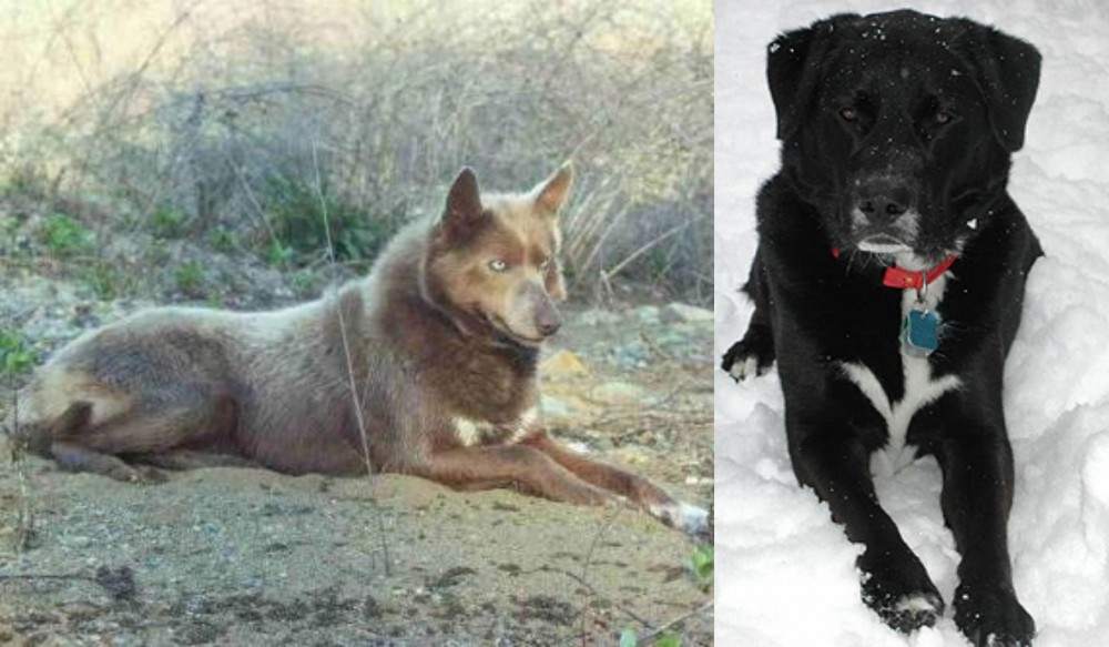 St. John's Water Dog vs Tahltan Bear Dog - Breed Comparison