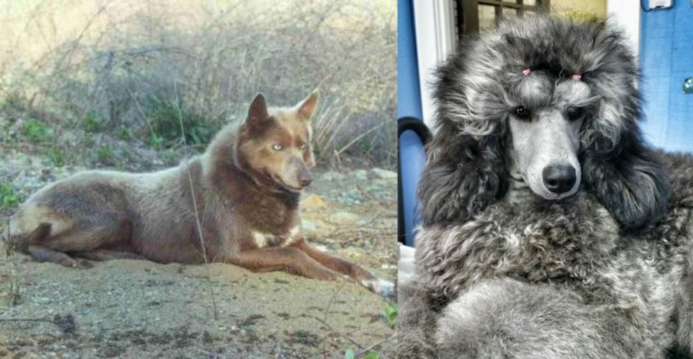 Standard Poodle vs Tahltan Bear Dog - Breed Comparison