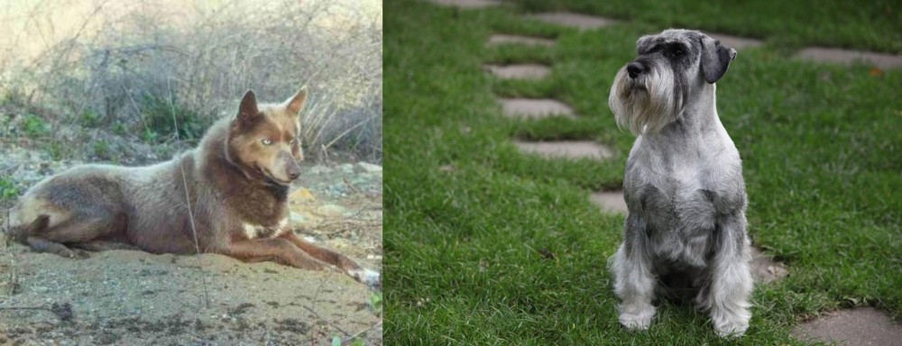 Standard Schnauzer vs Tahltan Bear Dog - Breed Comparison