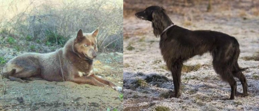 Taigan vs Tahltan Bear Dog - Breed Comparison