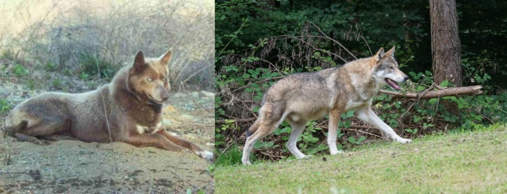 Tamaskan vs Tahltan Bear Dog - Breed Comparison