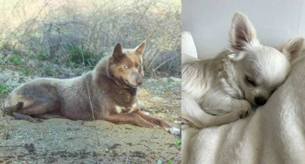 Tea Cup Chihuahua vs Tahltan Bear Dog - Breed Comparison