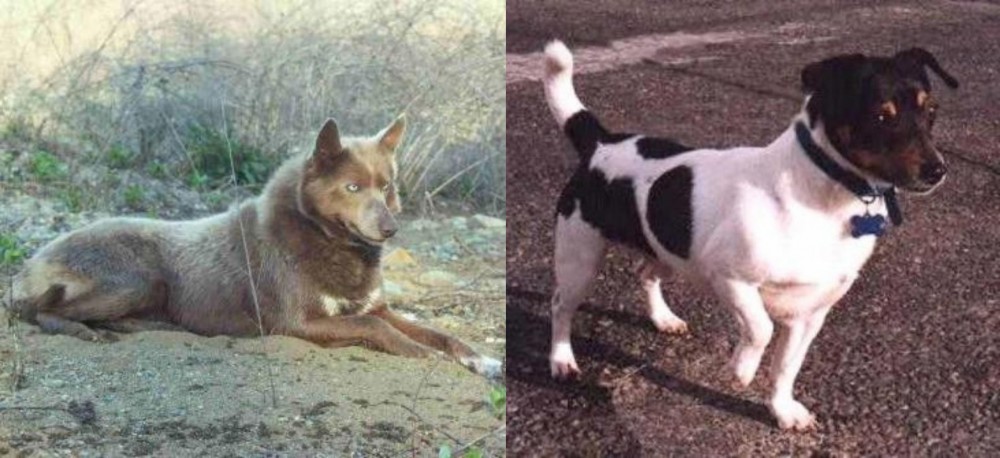 Teddy Roosevelt Terrier vs Tahltan Bear Dog - Breed Comparison
