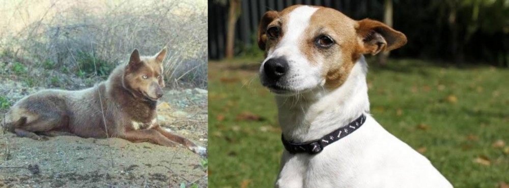Tenterfield Terrier vs Tahltan Bear Dog - Breed Comparison