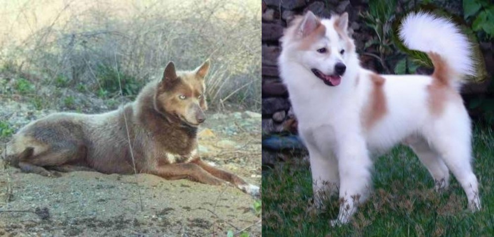 Thai Bangkaew vs Tahltan Bear Dog - Breed Comparison