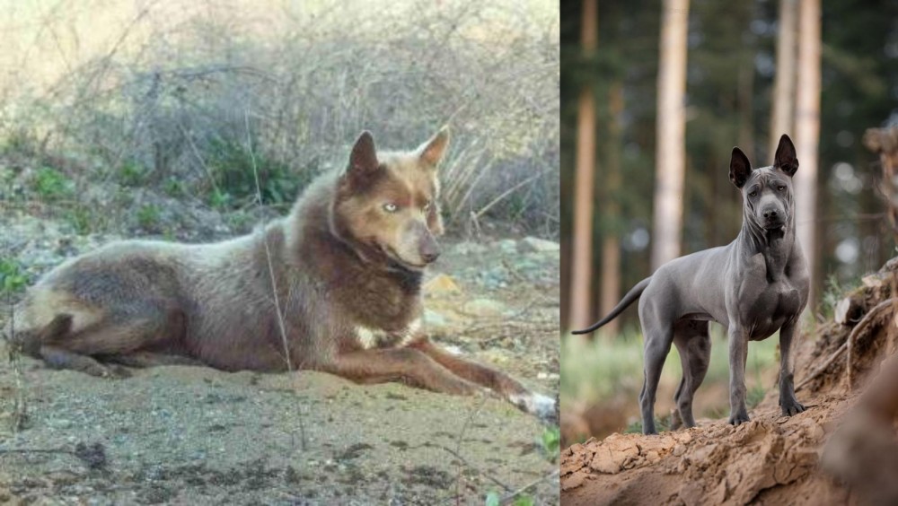 Thai Ridgeback vs Tahltan Bear Dog - Breed Comparison