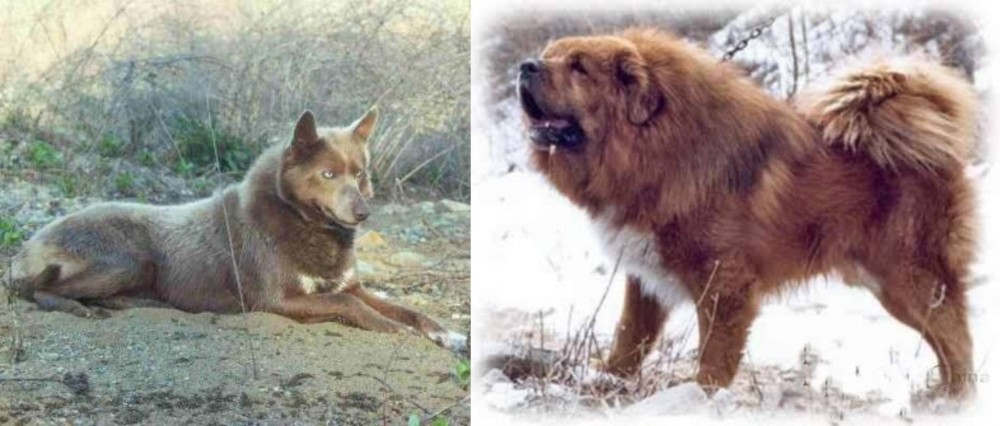 Tibetan Kyi Apso vs Tahltan Bear Dog - Breed Comparison
