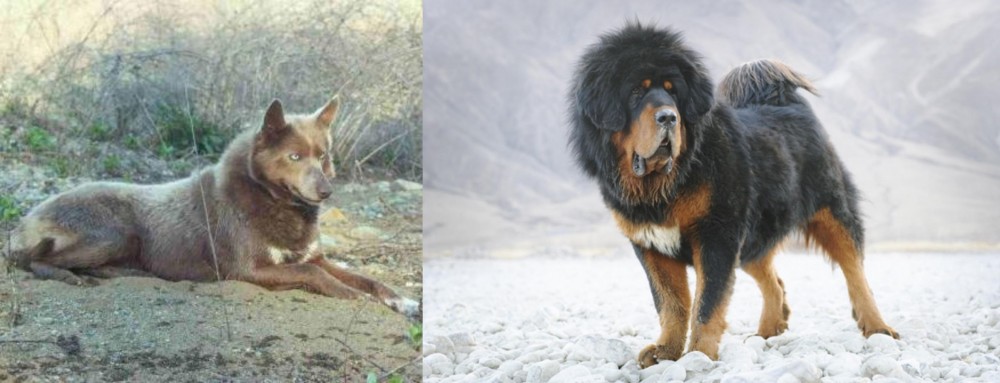 Tibetan Mastiff vs Tahltan Bear Dog - Breed Comparison