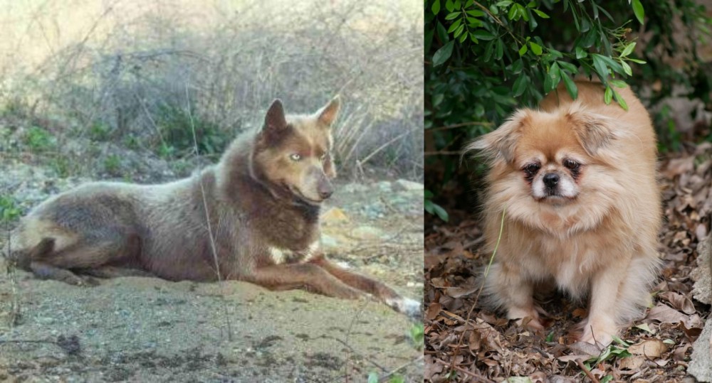 Tibetan Spaniel vs Tahltan Bear Dog - Breed Comparison