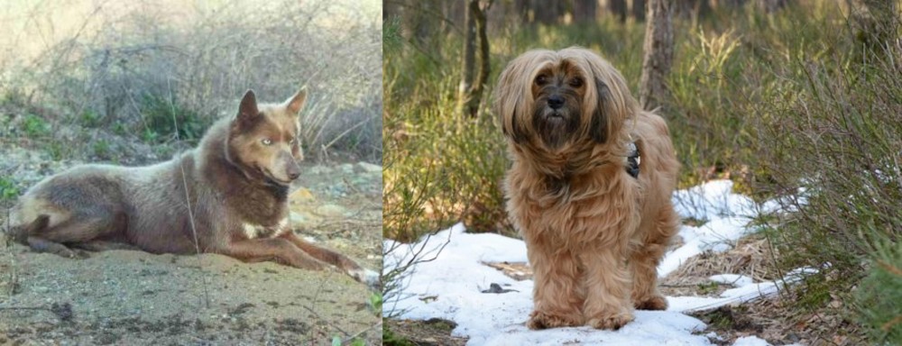 Tibetan Terrier vs Tahltan Bear Dog - Breed Comparison