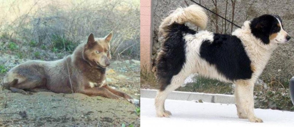 Tornjak vs Tahltan Bear Dog - Breed Comparison
