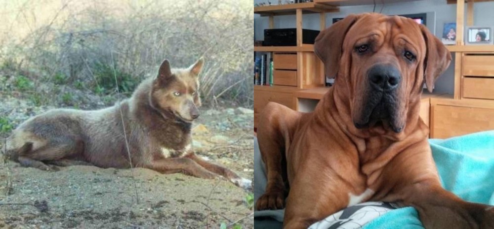 Tosa vs Tahltan Bear Dog - Breed Comparison