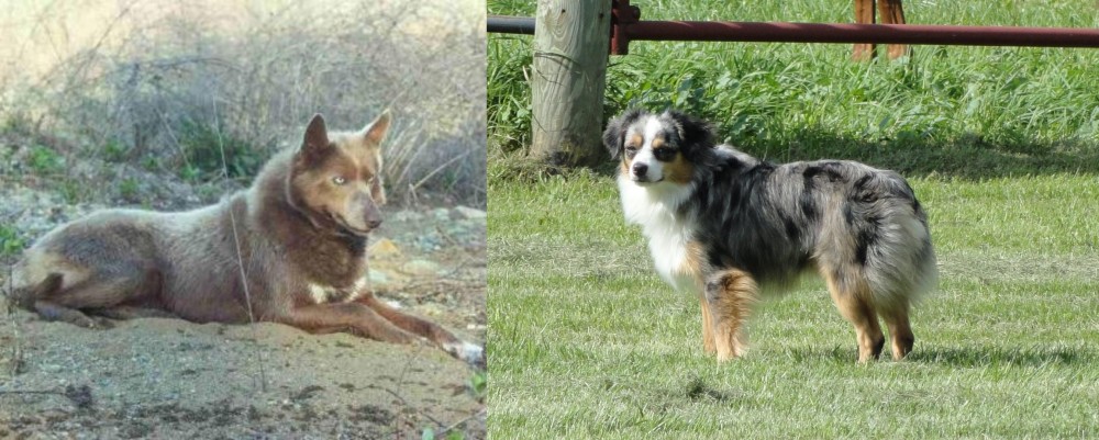 Toy Australian Shepherd vs Tahltan Bear Dog - Breed Comparison