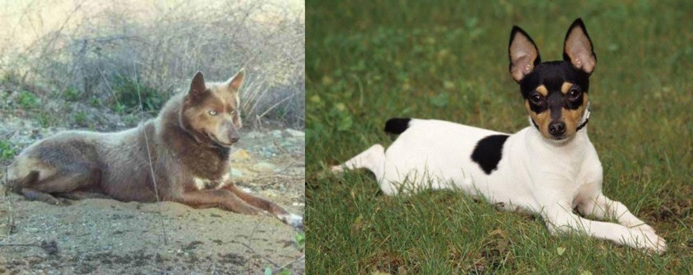 Toy Fox Terrier vs Tahltan Bear Dog - Breed Comparison
