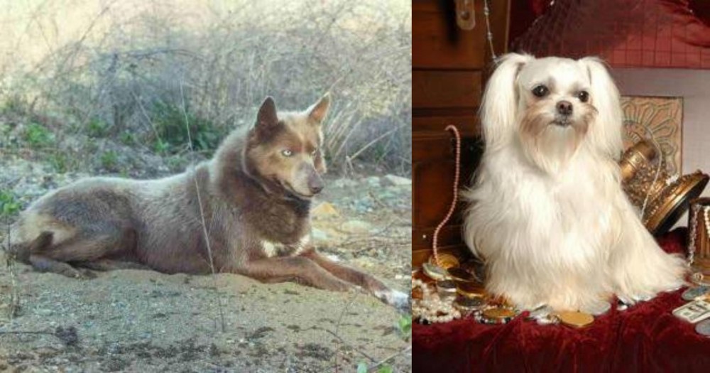 Toy Mi-Ki vs Tahltan Bear Dog - Breed Comparison