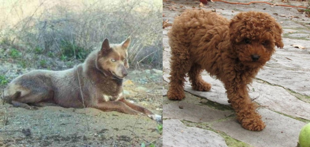 Toy Poodle vs Tahltan Bear Dog - Breed Comparison