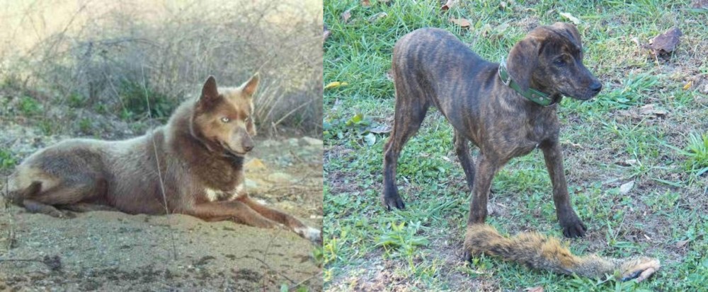 Treeing Cur vs Tahltan Bear Dog - Breed Comparison