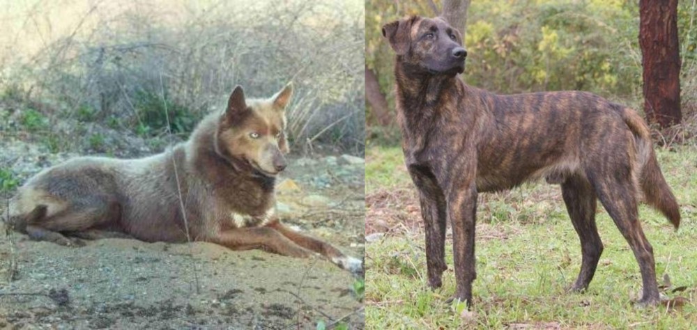 Treeing Tennessee Brindle vs Tahltan Bear Dog - Breed Comparison