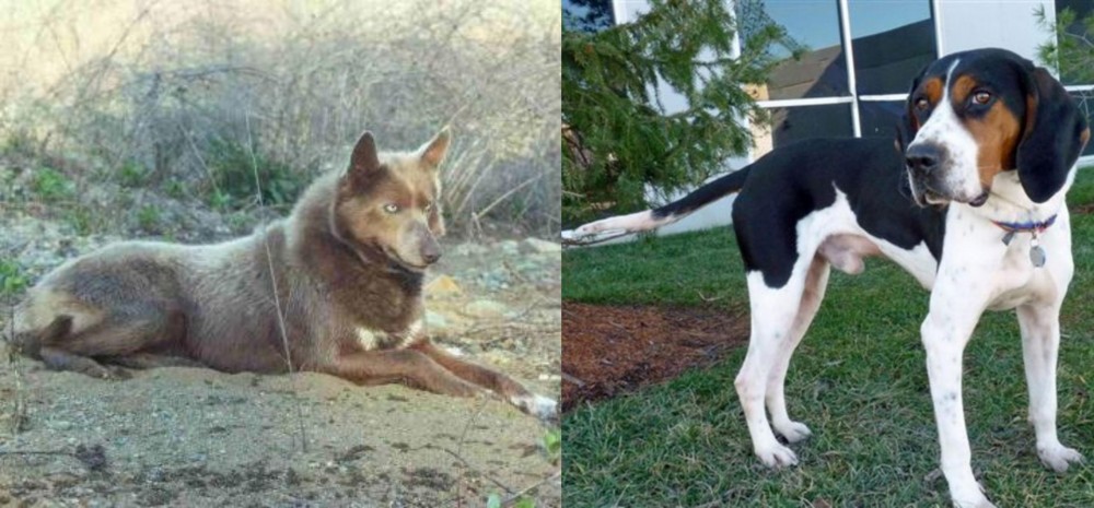 Treeing Walker Coonhound vs Tahltan Bear Dog - Breed Comparison