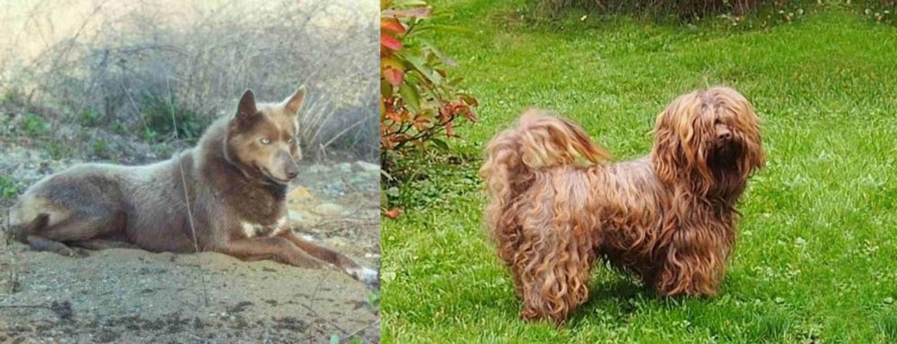 Tsvetnaya Bolonka vs Tahltan Bear Dog - Breed Comparison