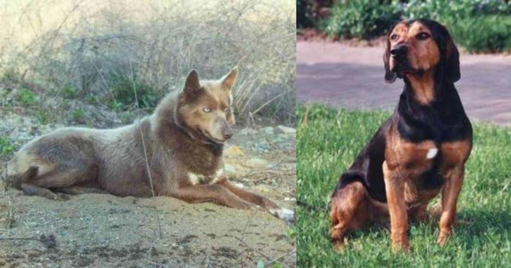 Tyrolean Hound vs Tahltan Bear Dog - Breed Comparison