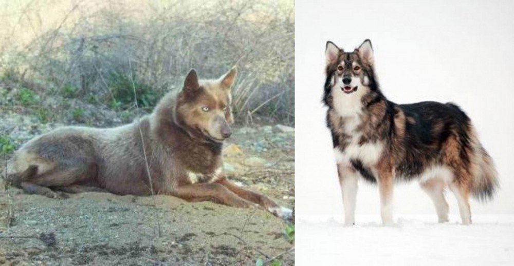 Utonagan vs Tahltan Bear Dog - Breed Comparison