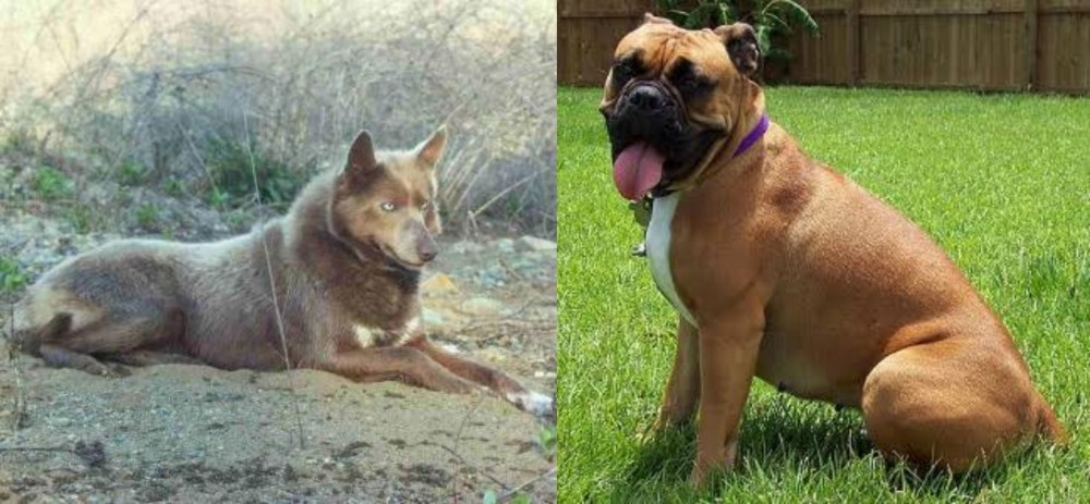 Valley Bulldog vs Tahltan Bear Dog - Breed Comparison