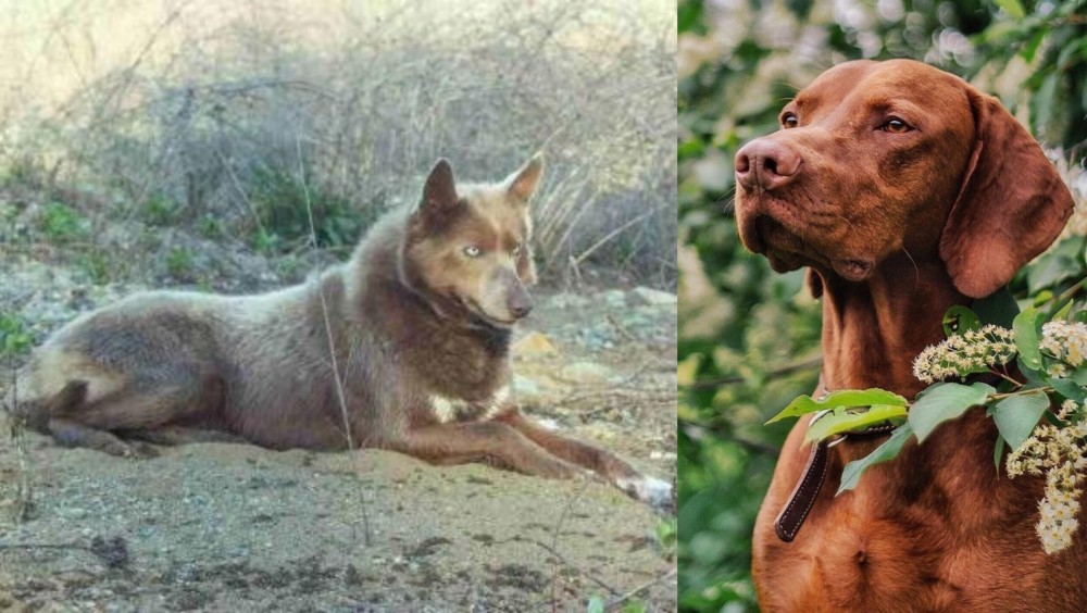 Vizsla vs Tahltan Bear Dog - Breed Comparison