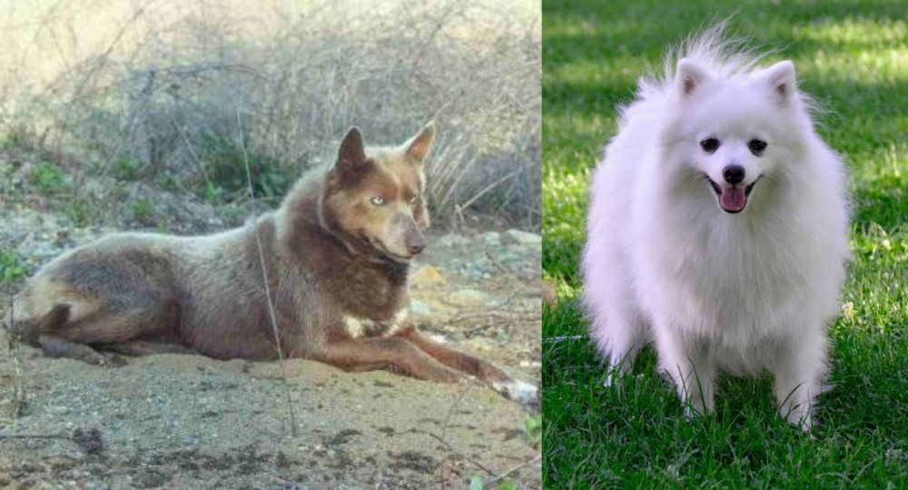 Volpino Italiano vs Tahltan Bear Dog - Breed Comparison