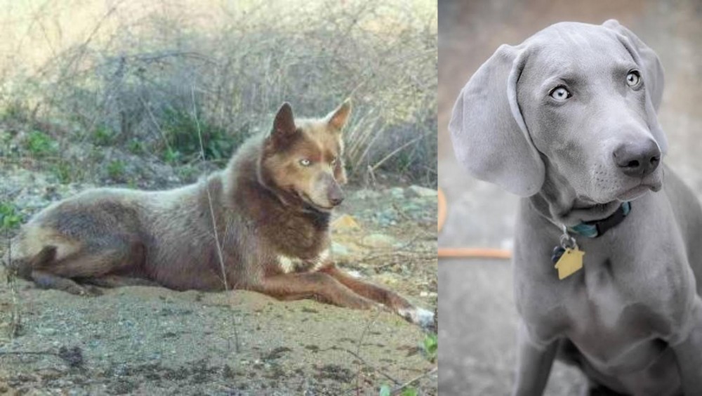 Weimaraner vs Tahltan Bear Dog - Breed Comparison