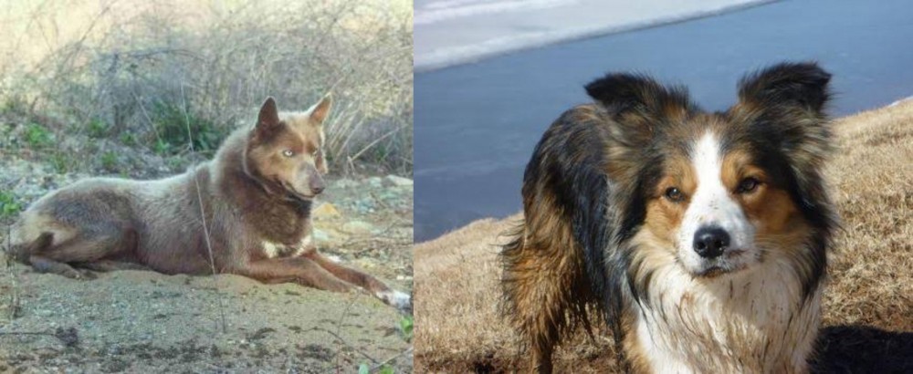 Welsh Sheepdog vs Tahltan Bear Dog - Breed Comparison