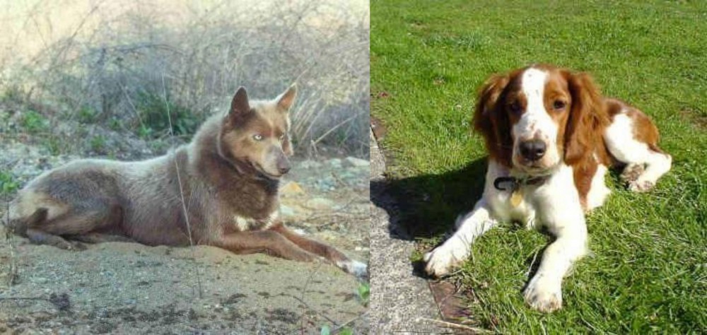 Welsh Springer Spaniel vs Tahltan Bear Dog - Breed Comparison
