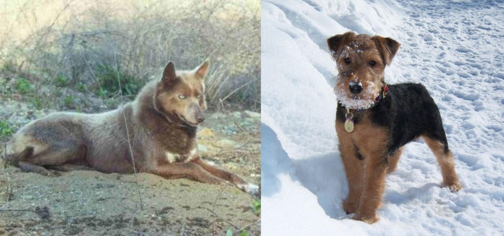 Welsh Terrier vs Tahltan Bear Dog - Breed Comparison