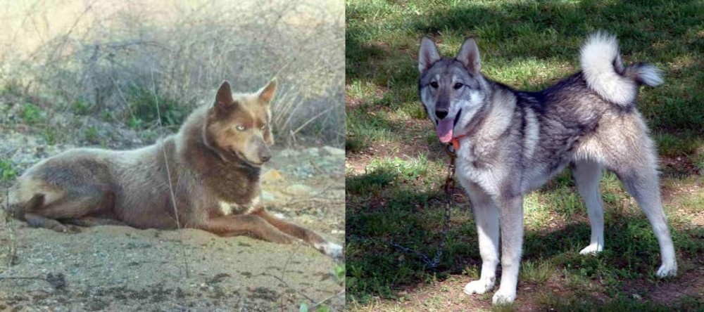 West Siberian Laika vs Tahltan Bear Dog - Breed Comparison
