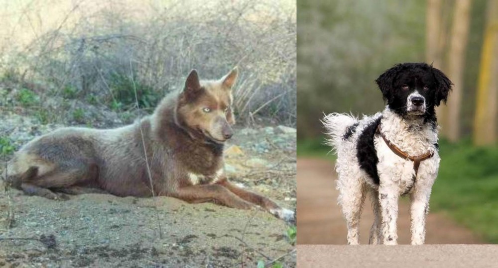Wetterhoun vs Tahltan Bear Dog - Breed Comparison